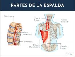 Discover the PARTS of the lower BACK