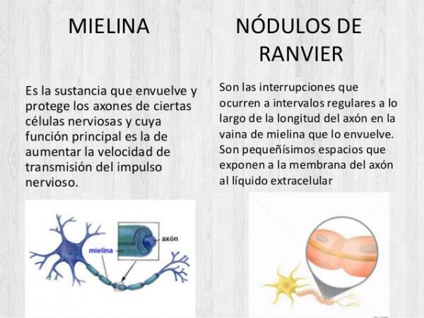 Structure of the neuron - Ranvier's nodules