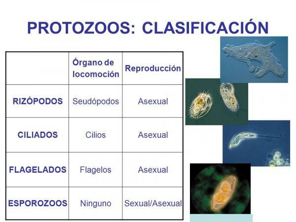 Classificatie van protozoa - Ciliaten, een ander type protozoa