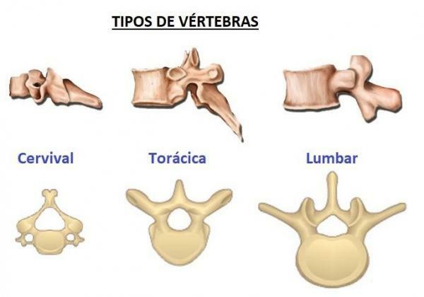 The types of vertebrae