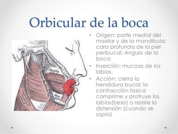 Мускули на устата - Мускула на устата Orbicularis или Мускулна целувка