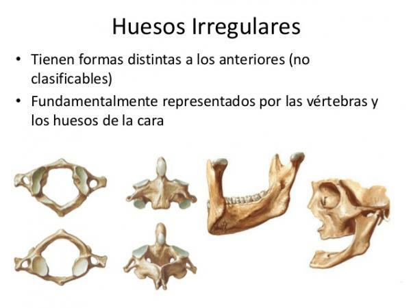 Irregular Bones: Function, Characteristics and Examples - What is an irregular bone?