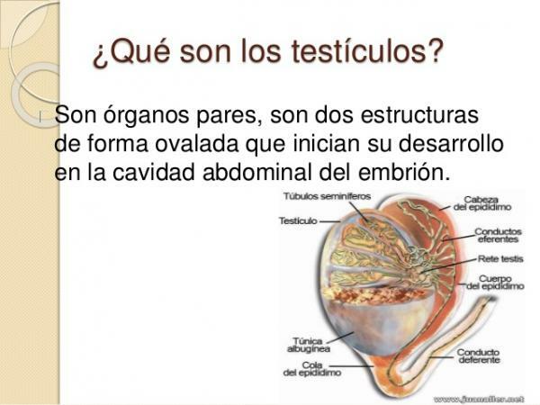 Testicles: function and characteristics - What are testicles?