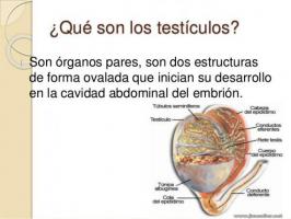 Testicles: function and characteristics