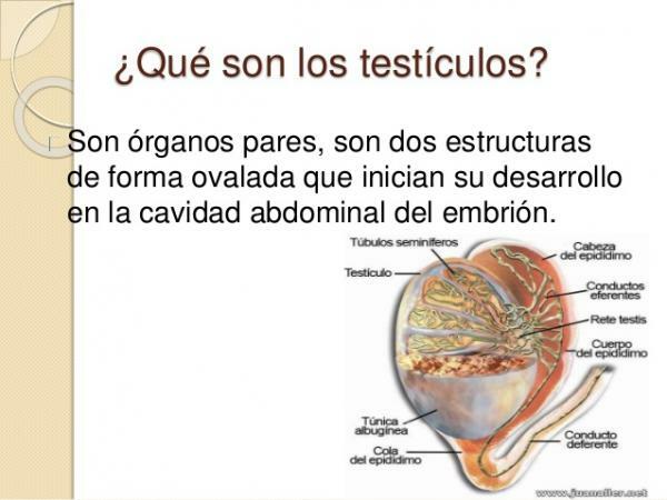 testicles-function-and-characteristics