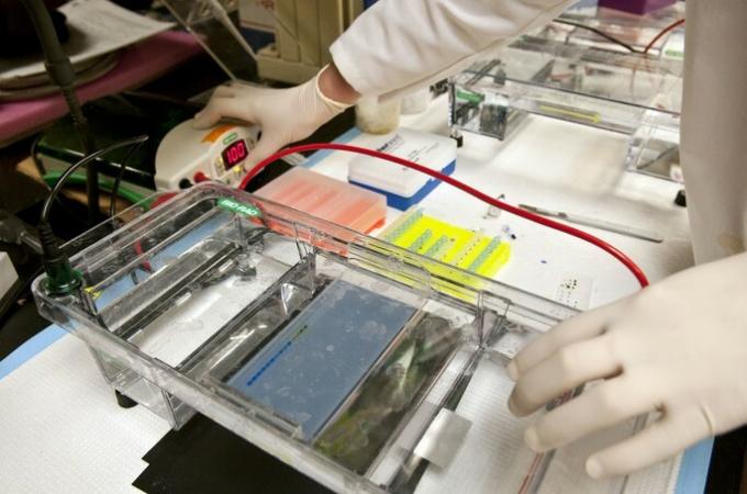 Agarose gel electrophoresis to separate a mixture of DNA