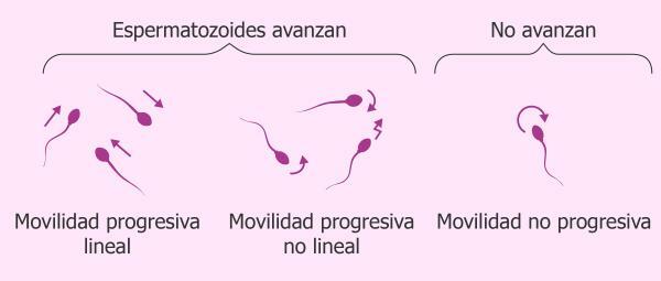 Druhy spermií - Druhy spermií podle jejich pohybu