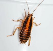 Wat betekent dromen over kakkerlakken?