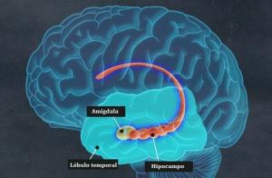 Brain amygdala: structure and functions