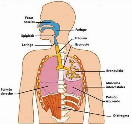 Části a funkce dýchacího systému