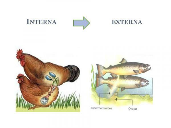 External and internal fertilization: differences - What is fertilization? 