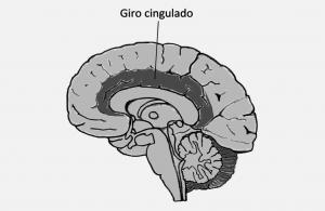 Cingulate gyrus (aivot): anatomia ja toiminnot