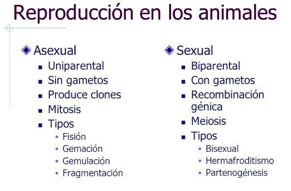 Types of animal reproduction