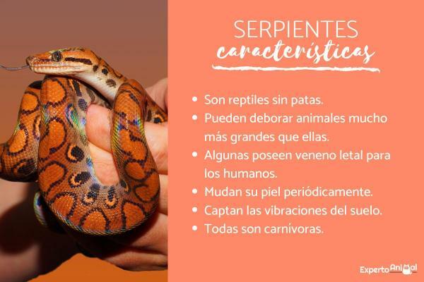 뱀의 종류와 특징 - 뱀의 특징