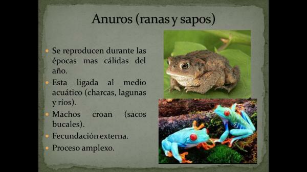 Classification of amphibians - Anurans: frogs and toads