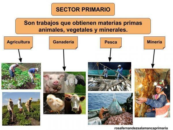 O que é o setor primário e quais são suas atividades - O que é o setor primário?