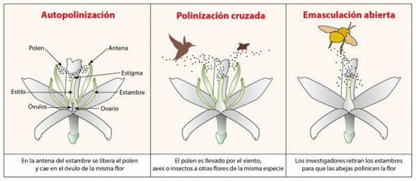 Vad är korsbestämning - vad är pollinering?