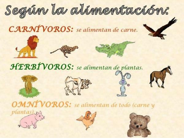 Classification of animals according to their diet