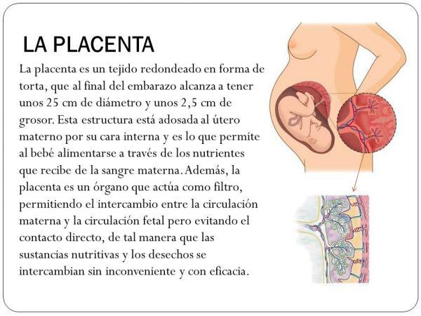 Placentas funkcija - kāda ir placenta un īpašības 