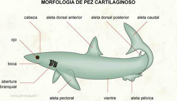 Fish Classification - Chondrichthyan Fish or Cartilaginous Fish