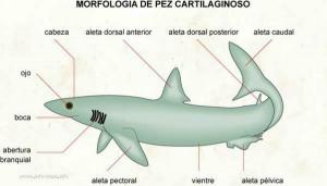 Classification of FISH: agnate, cartilaginous and bone