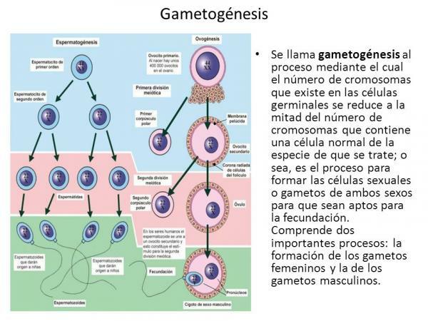 Що таке гаметогенез та його етапи - Що таке гаметогенез?
