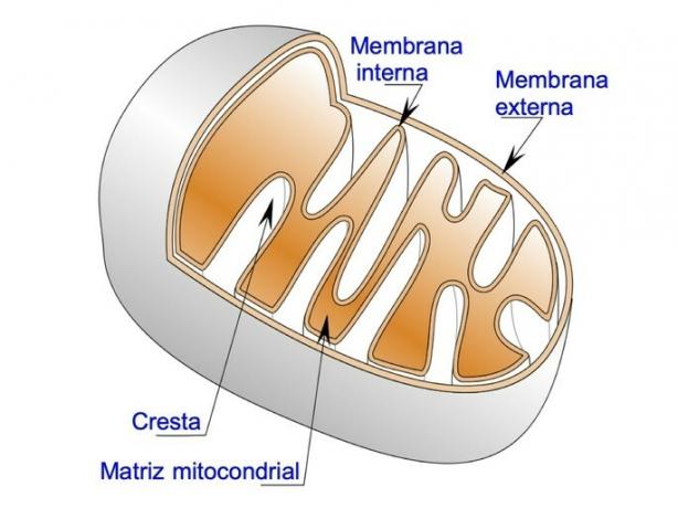 a mitokondriumok szerkezete