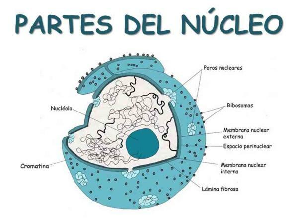 Cell nucleus: function - What the cell nucleus and its parts 