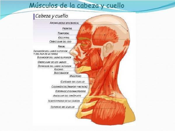Části svalového systému - Části svalového systému: hlava a krk 