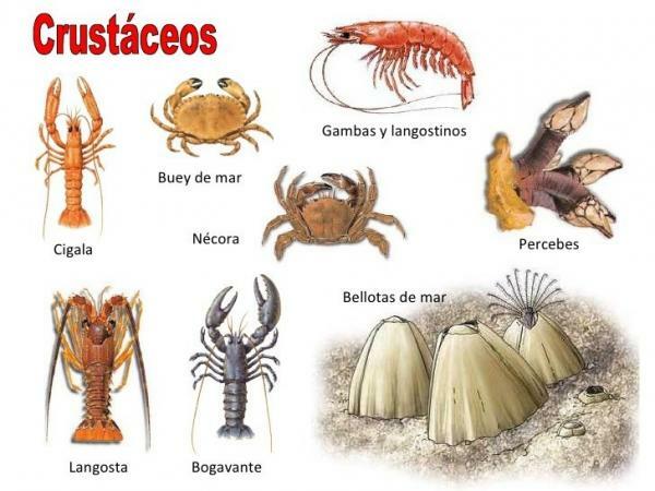 節足動物の分類-甲殻類