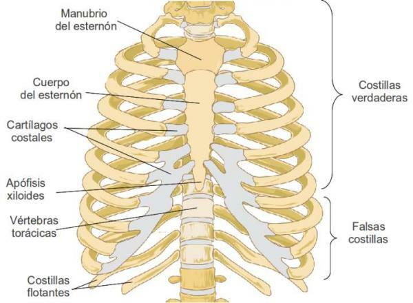 胸のすべての骨-胸を構成する骨は何ですか？