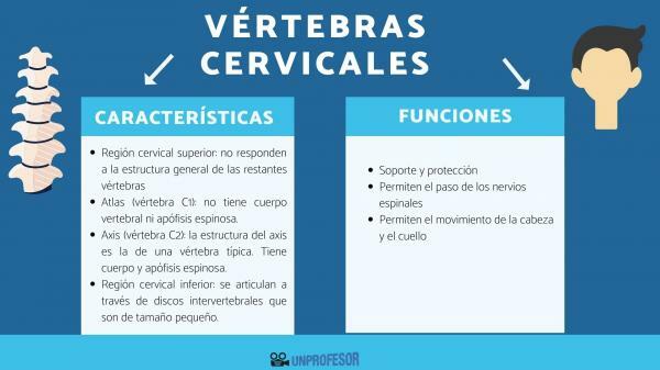 Cervical vertebrae: egenskaper og funksjon