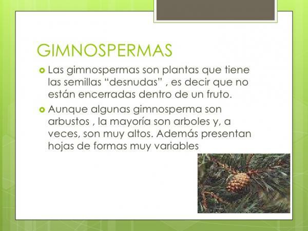 Classification of plants - Gymnosperms or fruitless plants