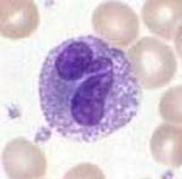 Leukocytes: what are they, types and functions in the human body