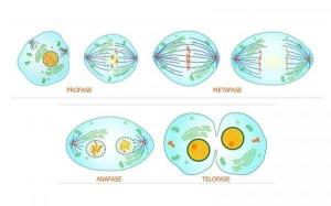 All phases of MITOSIS