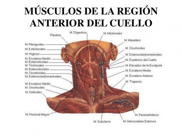 Nakkemuskler - Muskler i den fremre nakkeområdet