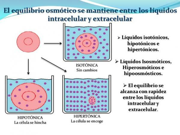 Function of the excretory system - Maintenance of the osmotic balance of the body