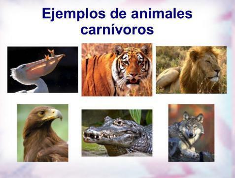 Classification of animals according to their diet - Carnivorous animals