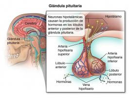 Glanda pituitară (pituitară): definiție și funcții