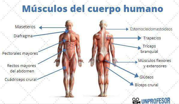 Main muscles of the human body