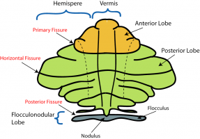Човешки мозък: неговите части и функции