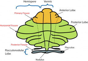 Human cerebellum: its parts and functions