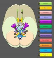 Galvaskausa nervi: 12 nervi, kas atstāj smadzenes