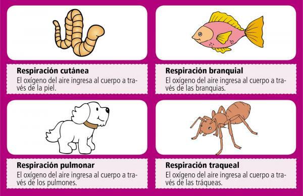 Tracheal respiration: examples in animals - What animals use tracheal respiration? Arthropods 