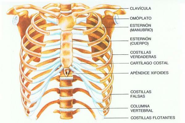 Alle botten van de thorax