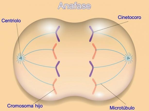 фази анафази мітозу