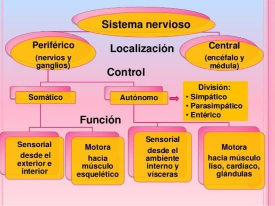 Rozdíly mezi centrálním a periferním nervovým systémem