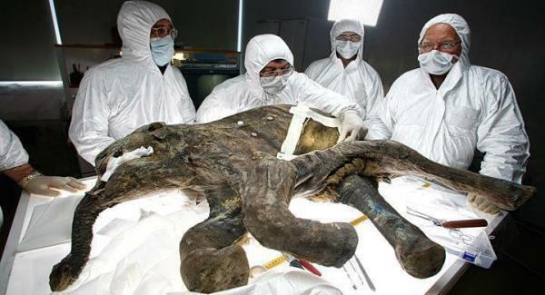 Lyuba, the baby mammoth of the Ice Age - A mammoth in a suitcase