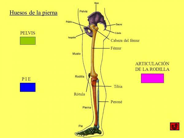 Názvy kostí nohou