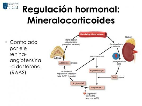 What is the role of mineralocorticoids - Mineralocorticoids and the adrenal glands